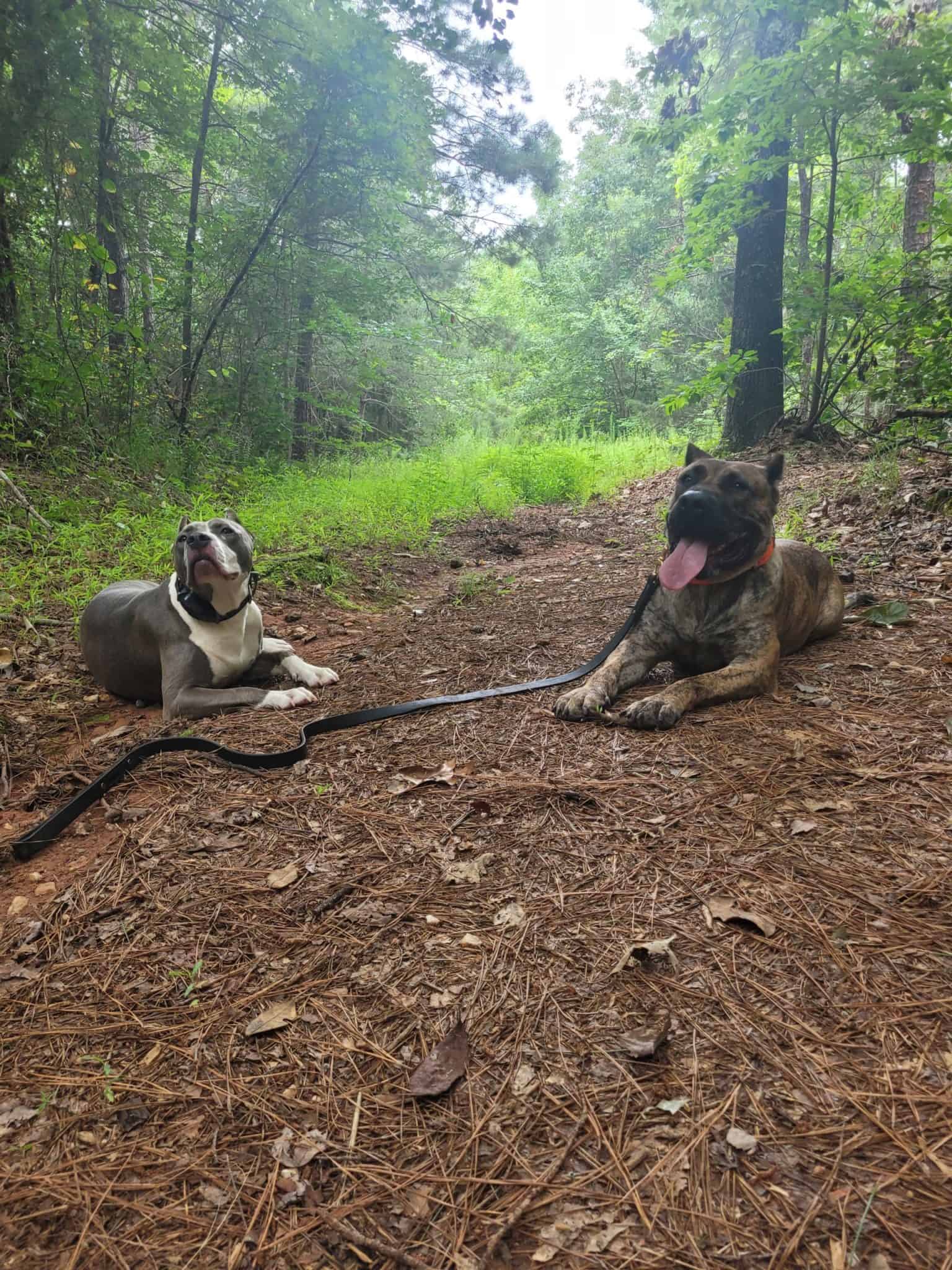 Board and Train Programs Greenside Canine Training
