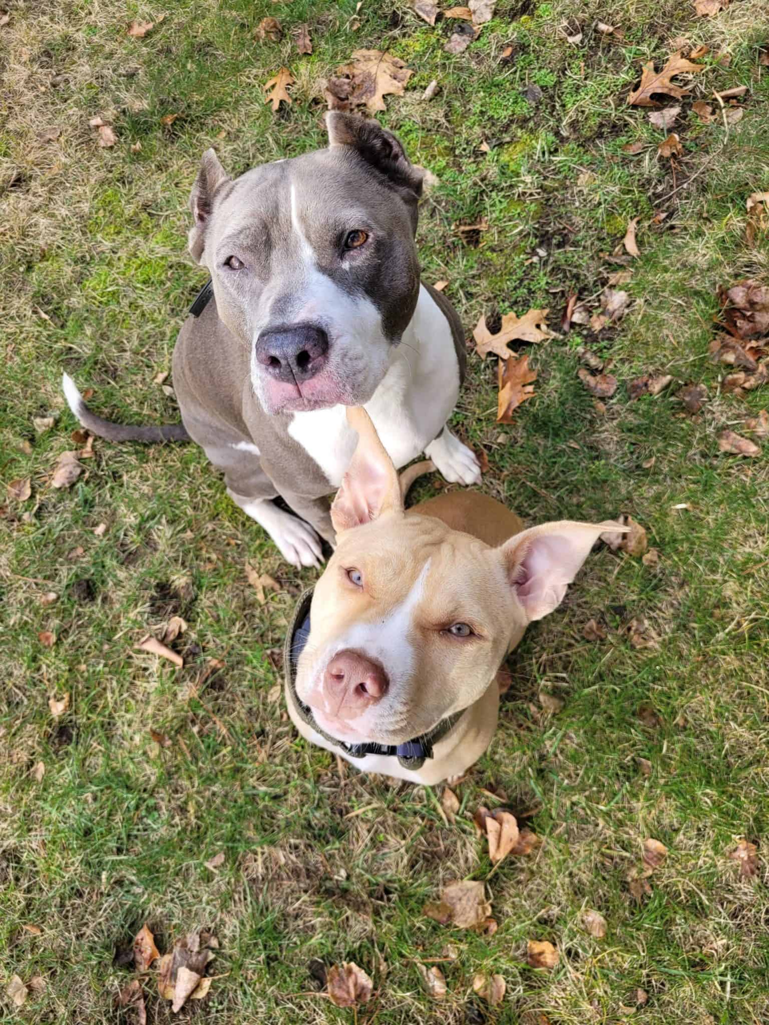 board-and-train-programs-greenside-canine-training