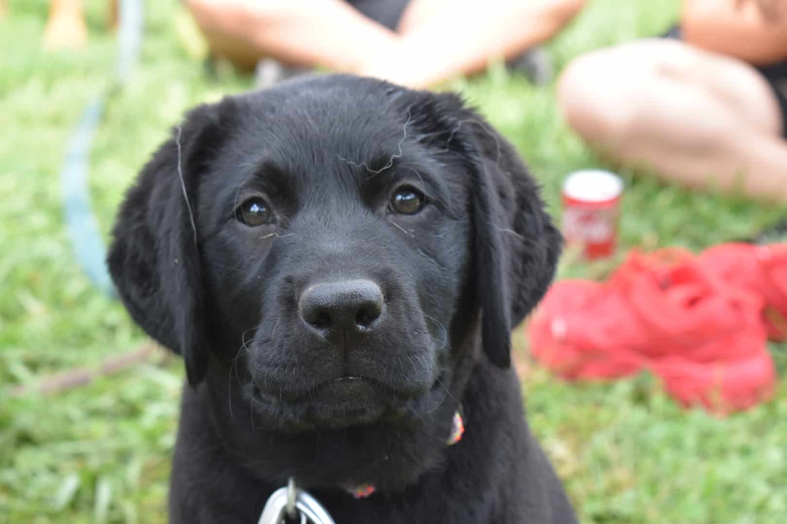 services-greenside-canine-training