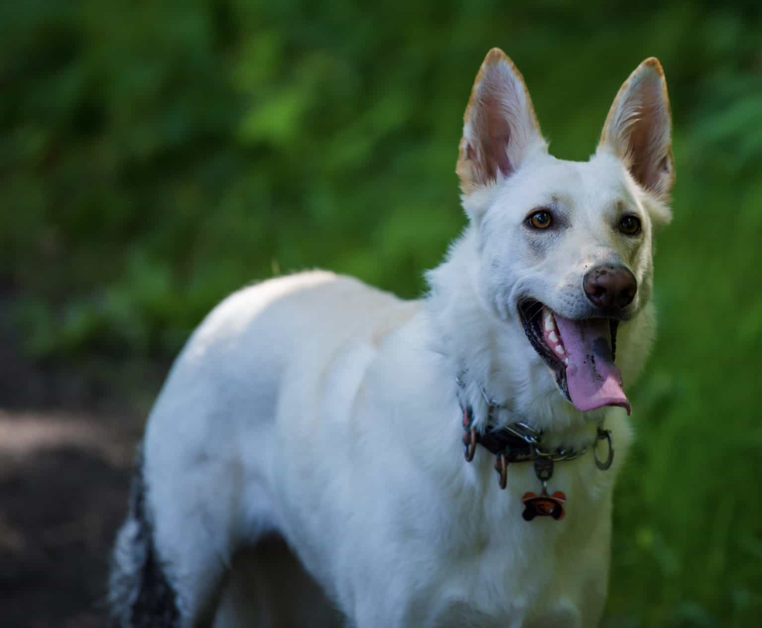 board-and-train-programs-greenside-canine-training