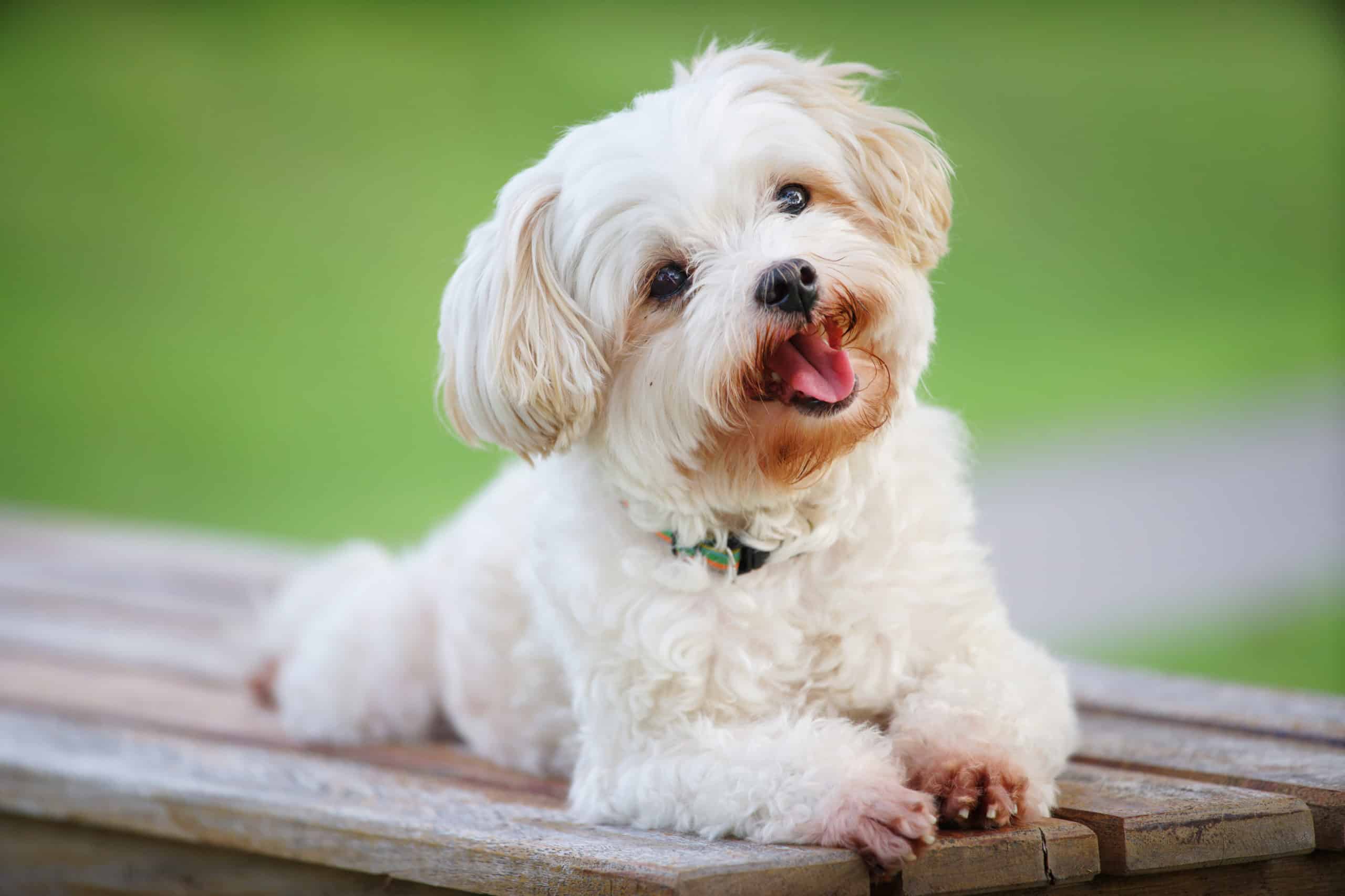 Potty training maltese best sale puppy