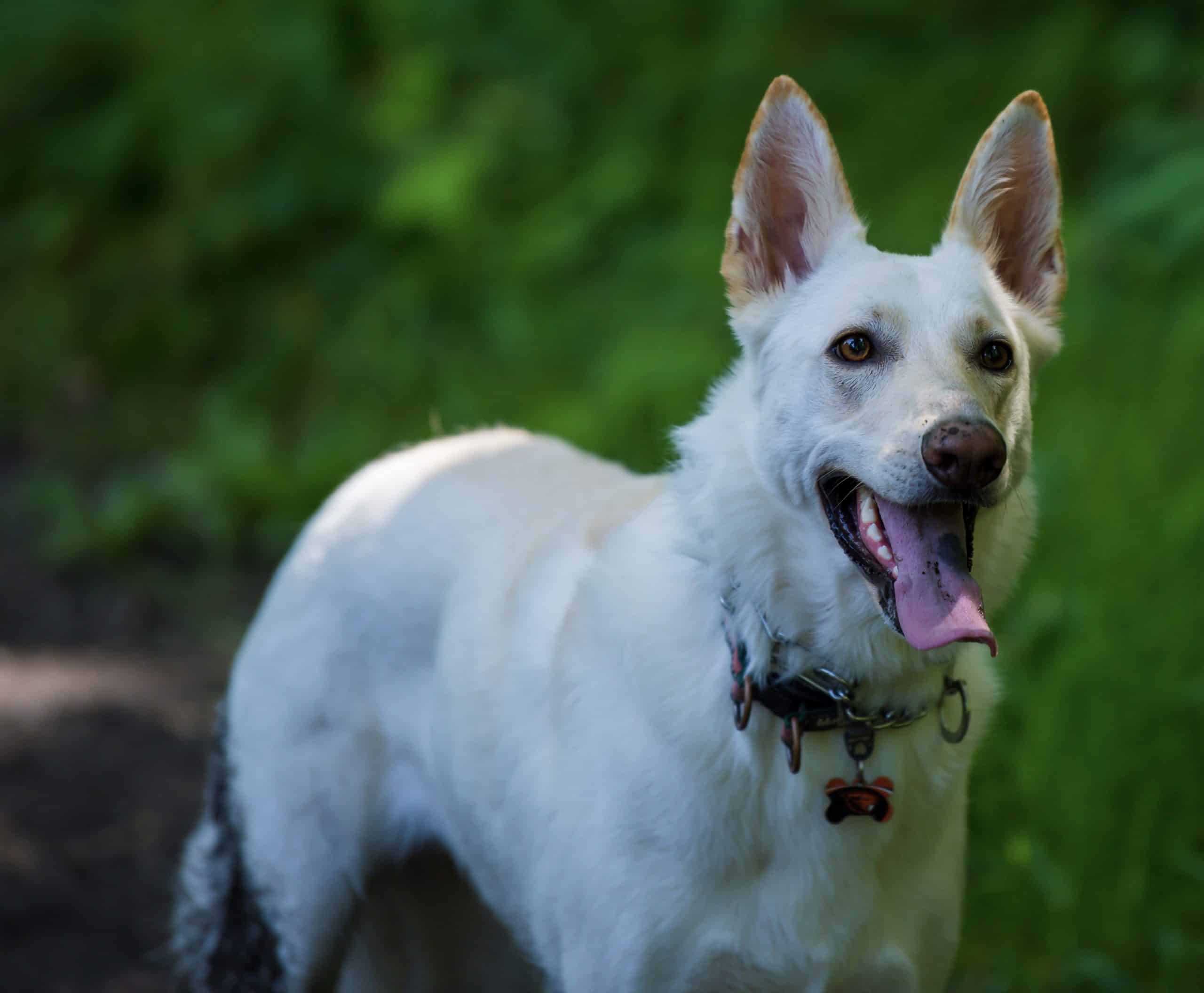 You are currently viewing Welcome To Greenside Canine Training