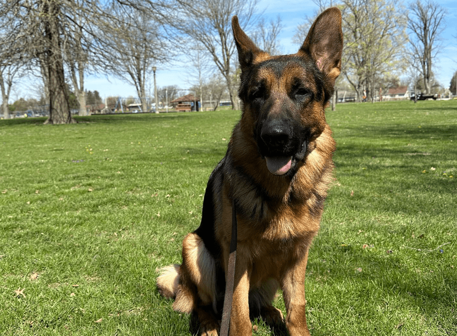 You are currently viewing 11 Ideas for Dog-Friendly Places in Indianapolis