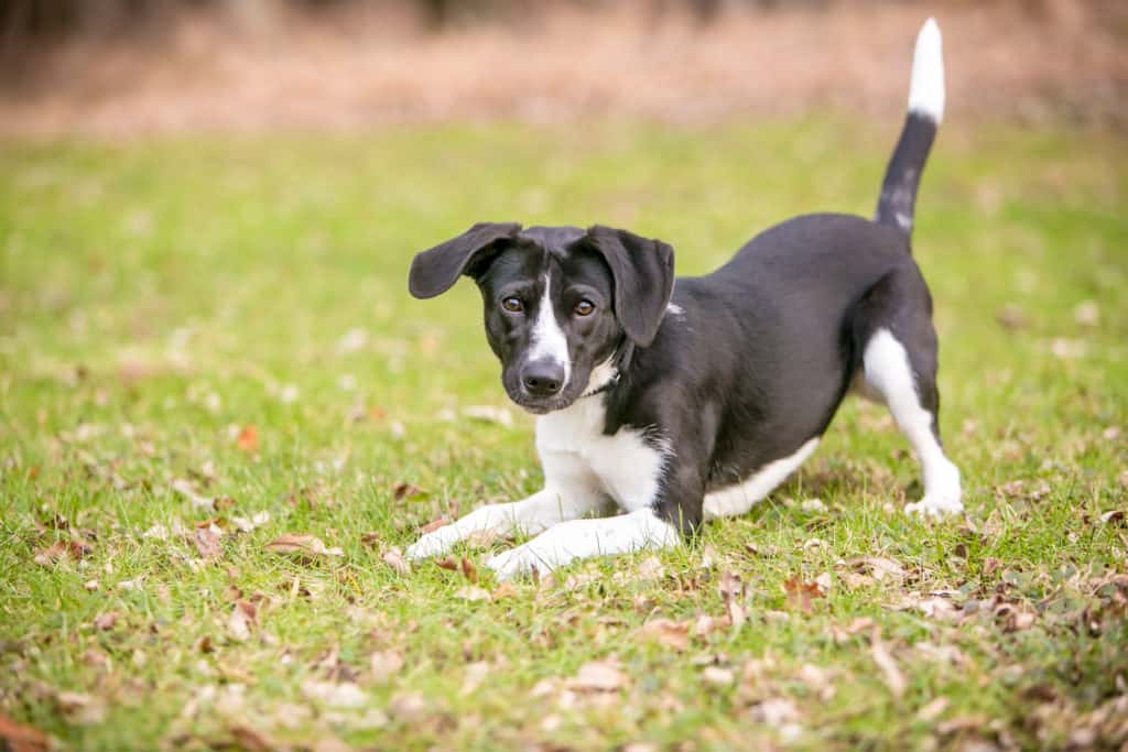 dog crouching in grass