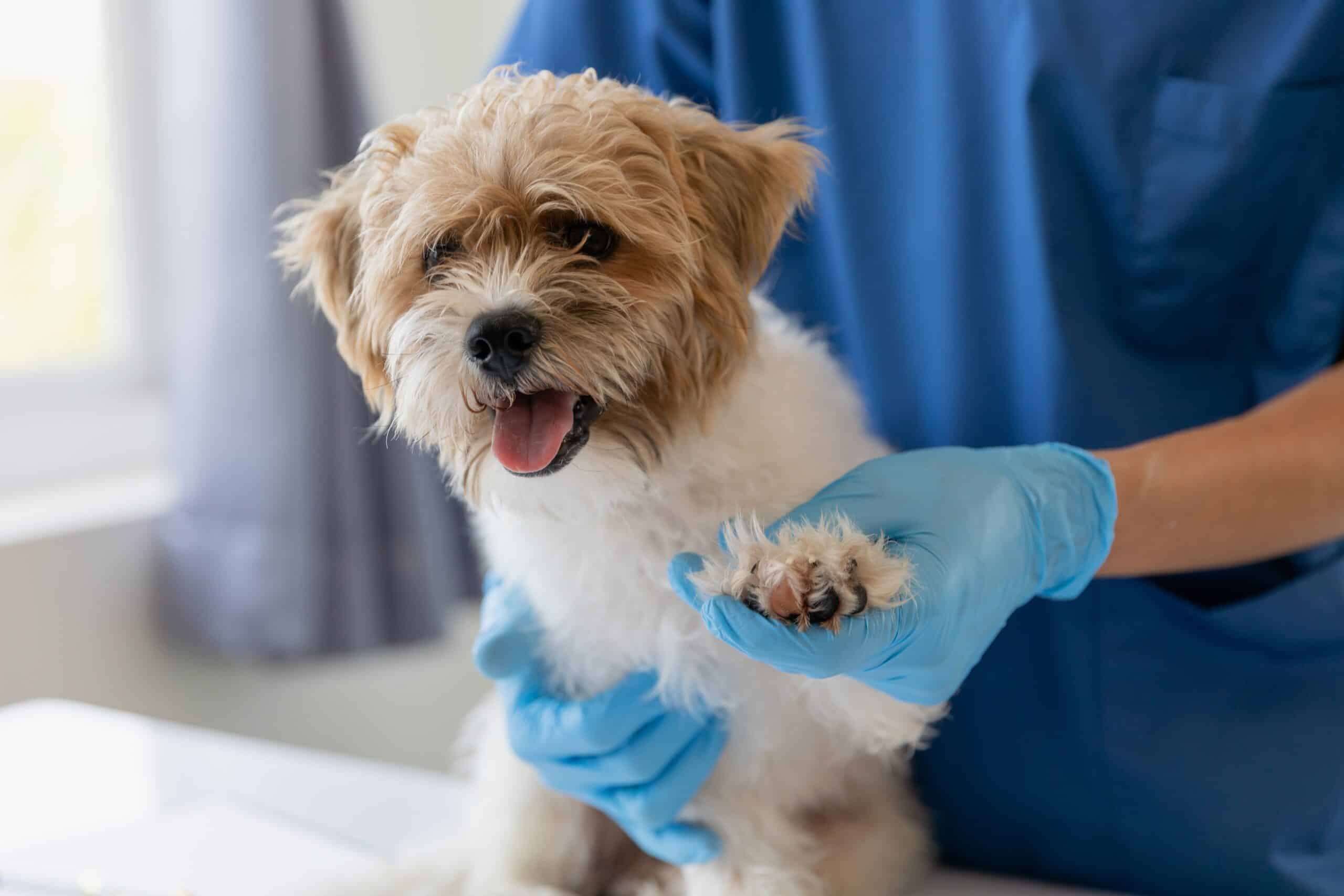 Read more about the article 6 Ways Dog Training Can Help For Vet & Groomer Visits