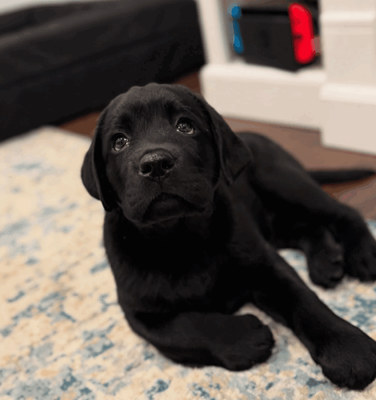 black lab puppy