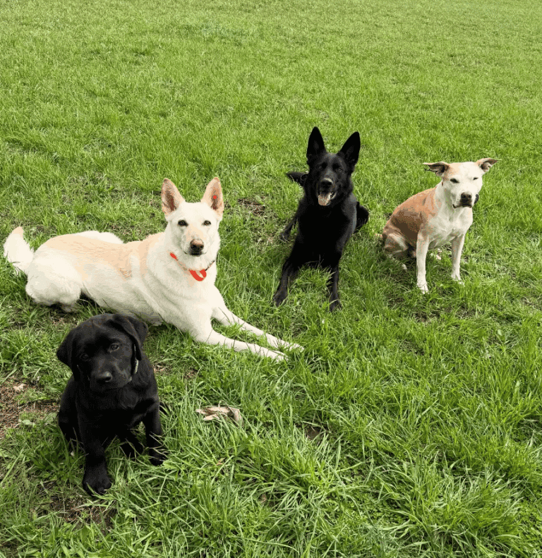 otter socializing with other dogs