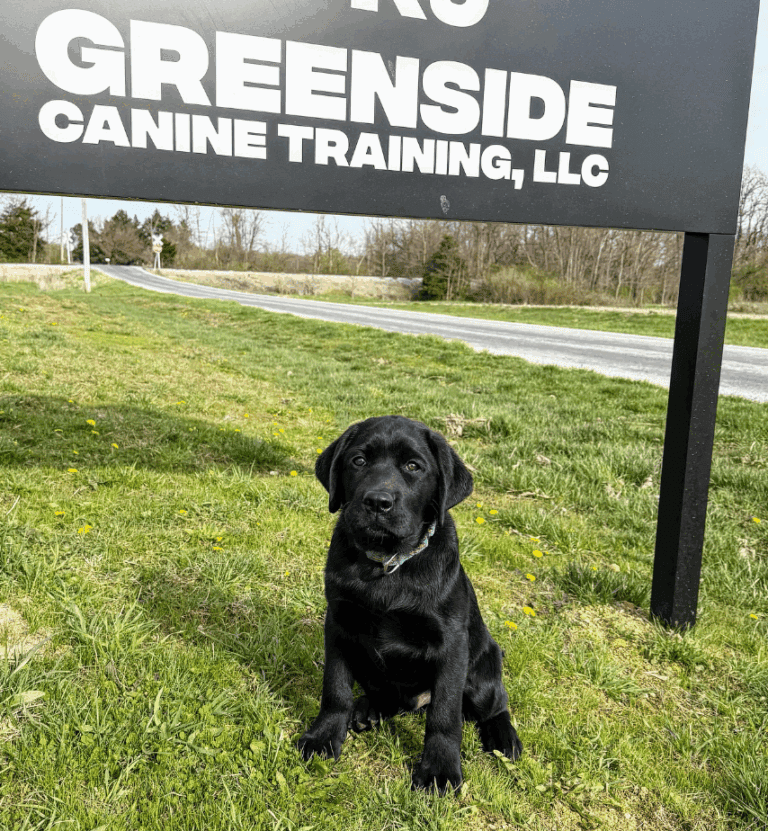otter the dog under greenside sign
