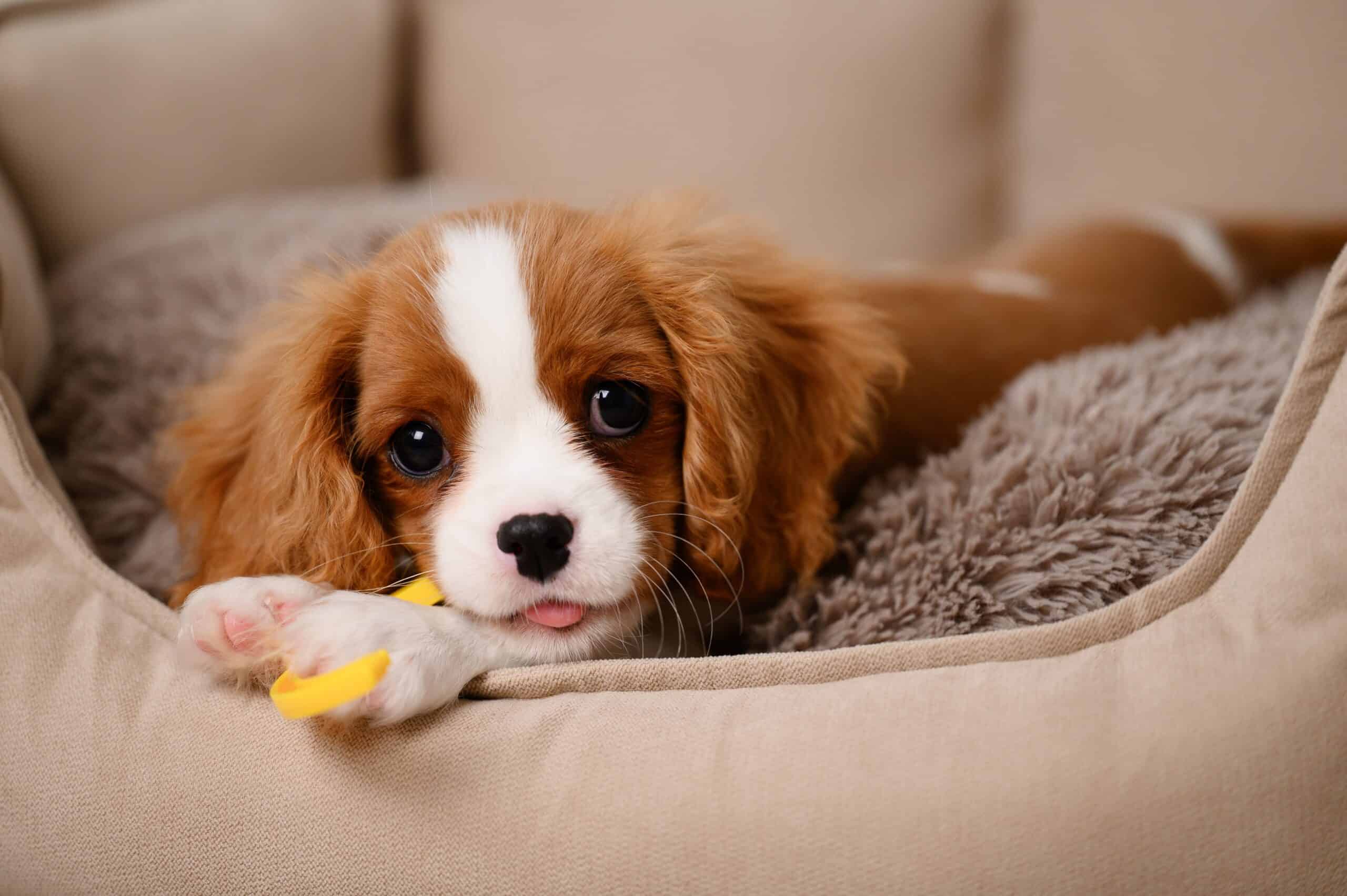 Read more about the article When Can You Start Training A Puppy?
