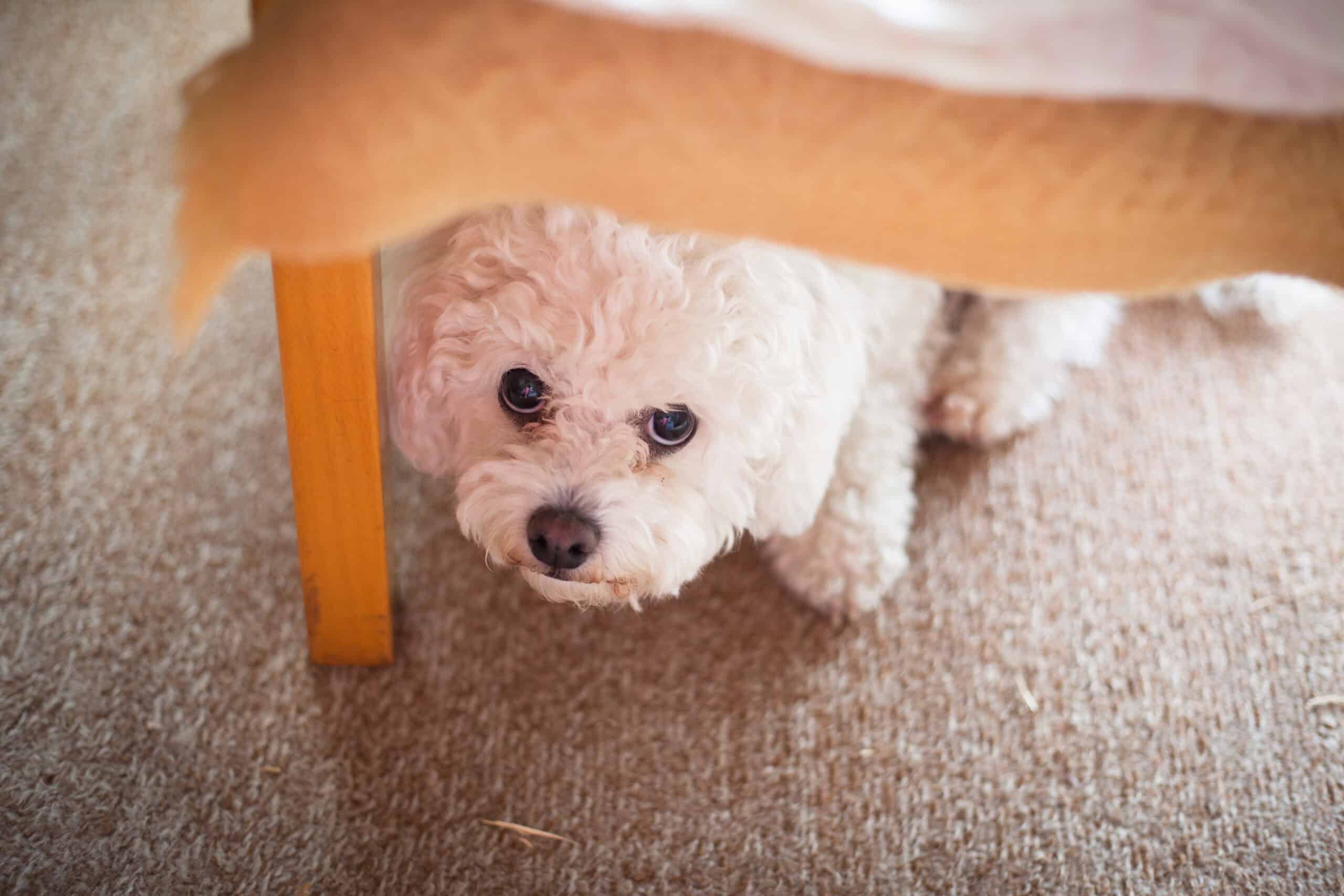 You are currently viewing Puppy Fear Phases: What You Need To Know