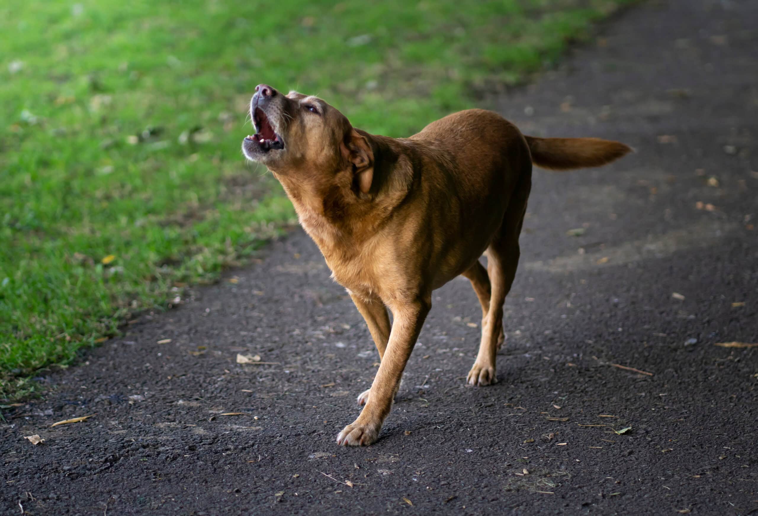 You are currently viewing The Benefits Of A Personal Protection Dog