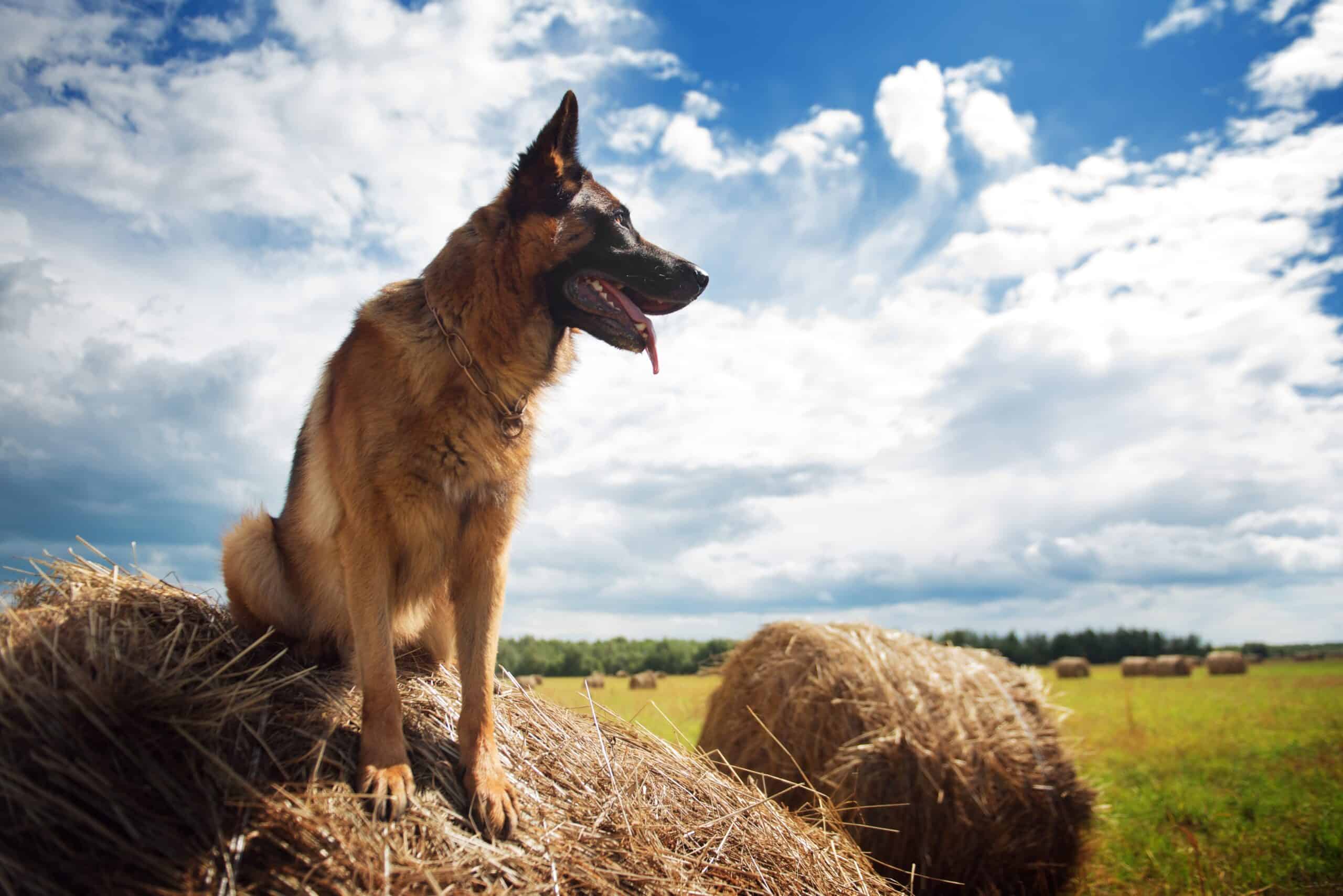 You are currently viewing Are Protection Dogs Safe Around Children?