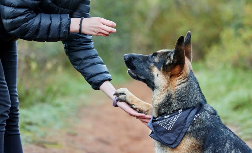 hand signals communicate with dog