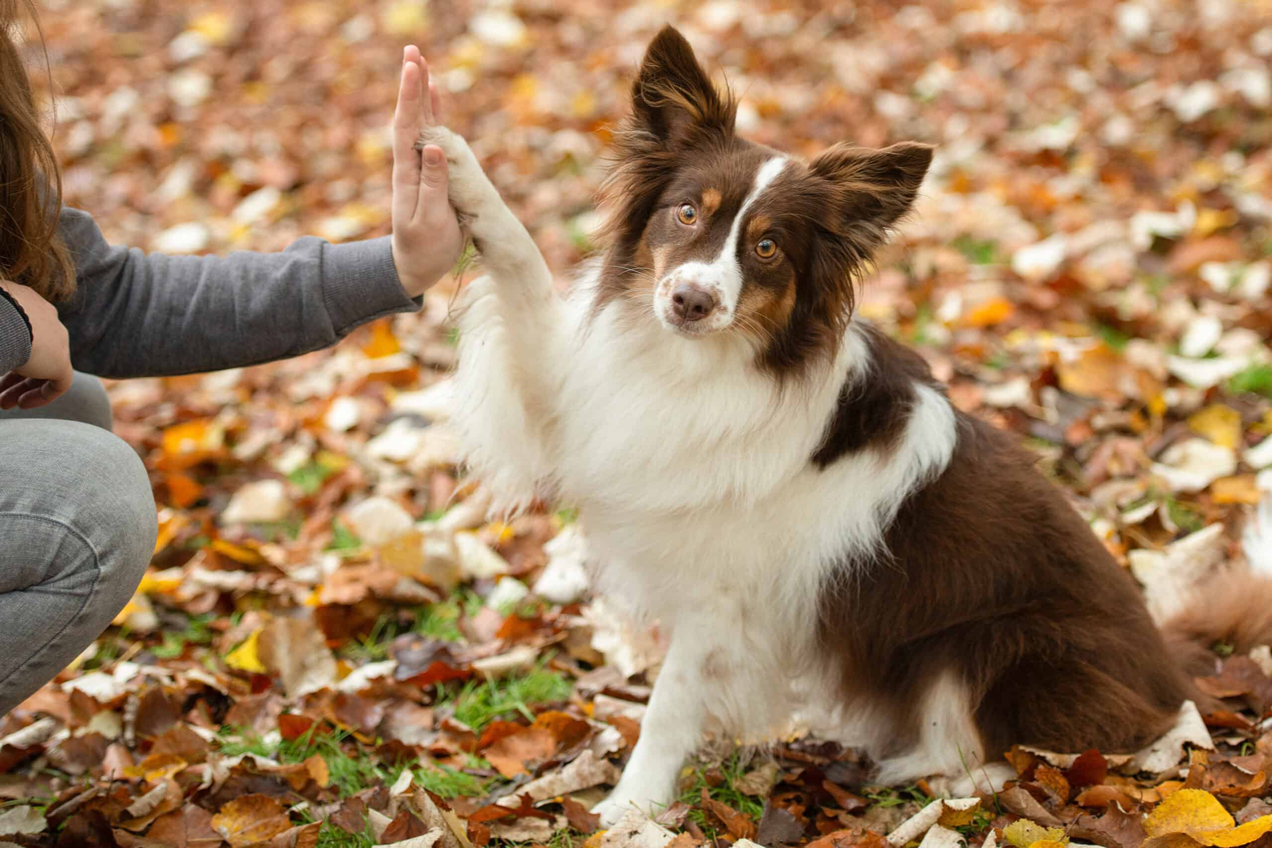 Read more about the article How Humans Use Their Body Language To Communicate With Dogs
