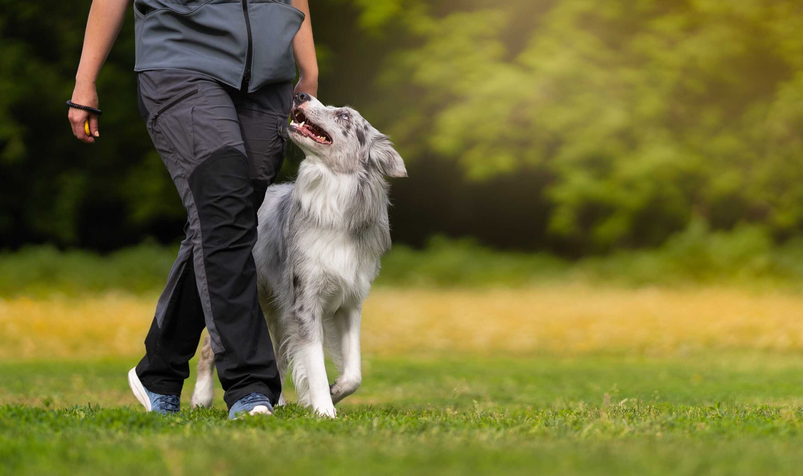Read more about the article Why Timing Matters So Much In Dog Training